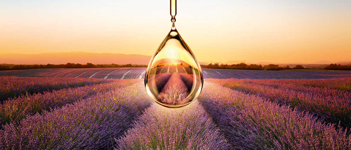 L'Occitane en Provence 