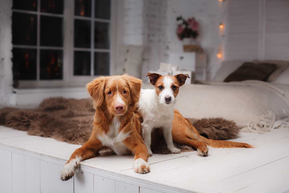 Pets