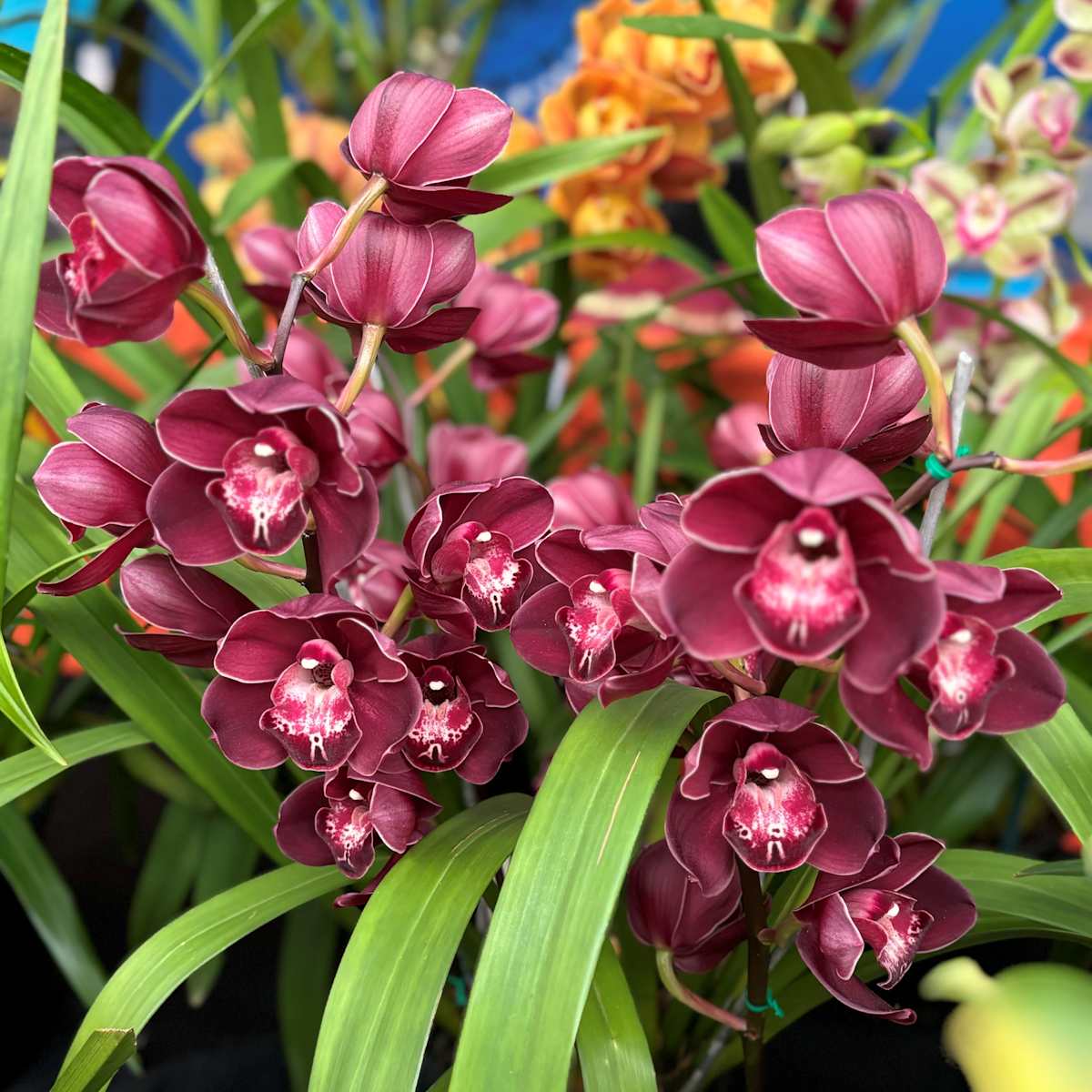 Orchid Society - Spring Show - West Lakes