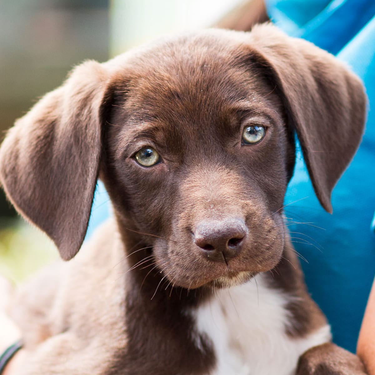 RSPCA