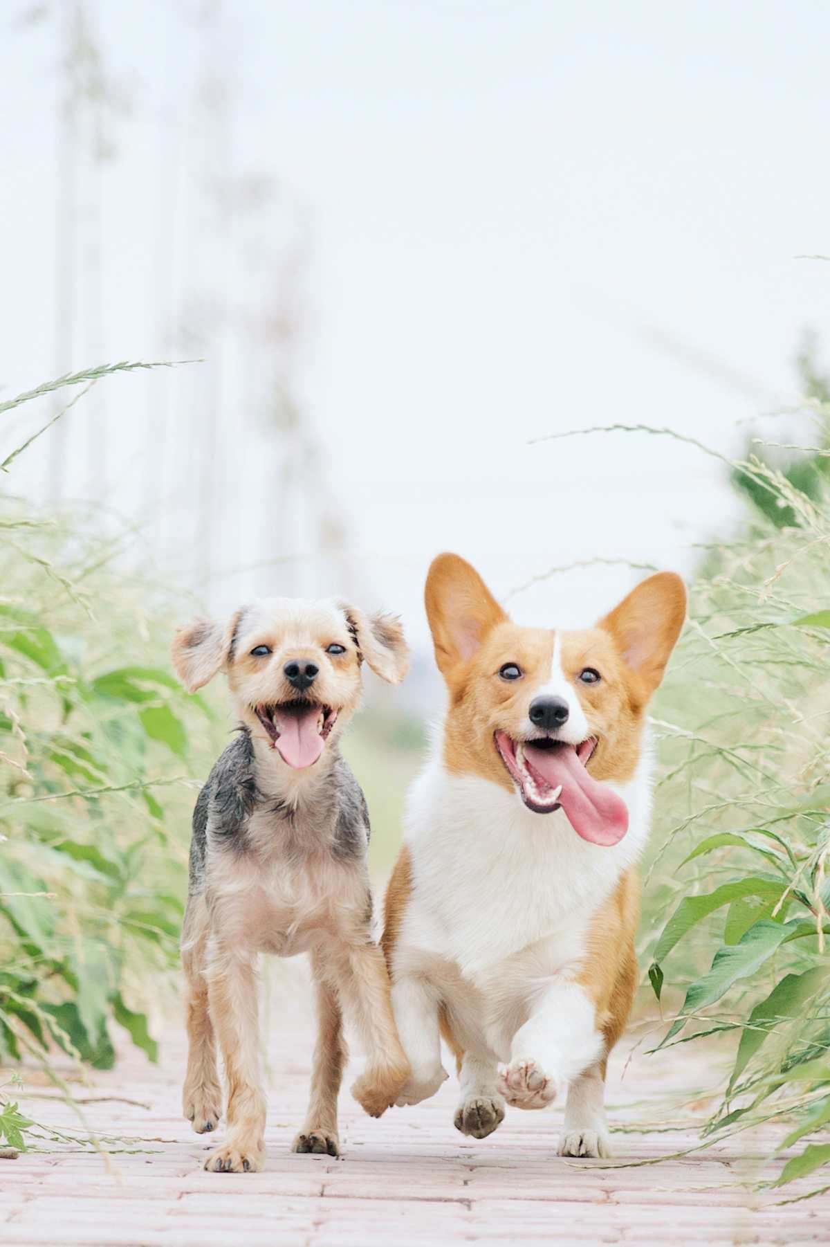 Two dogs running outside.