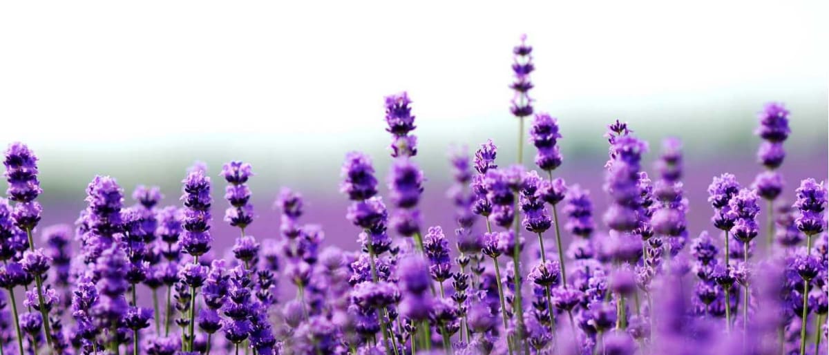 Lavender field