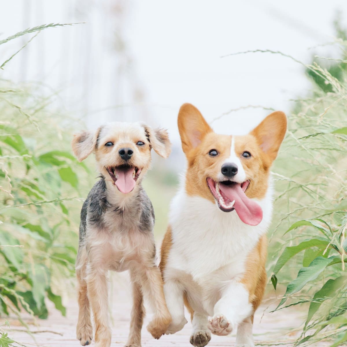 Pets @ Play