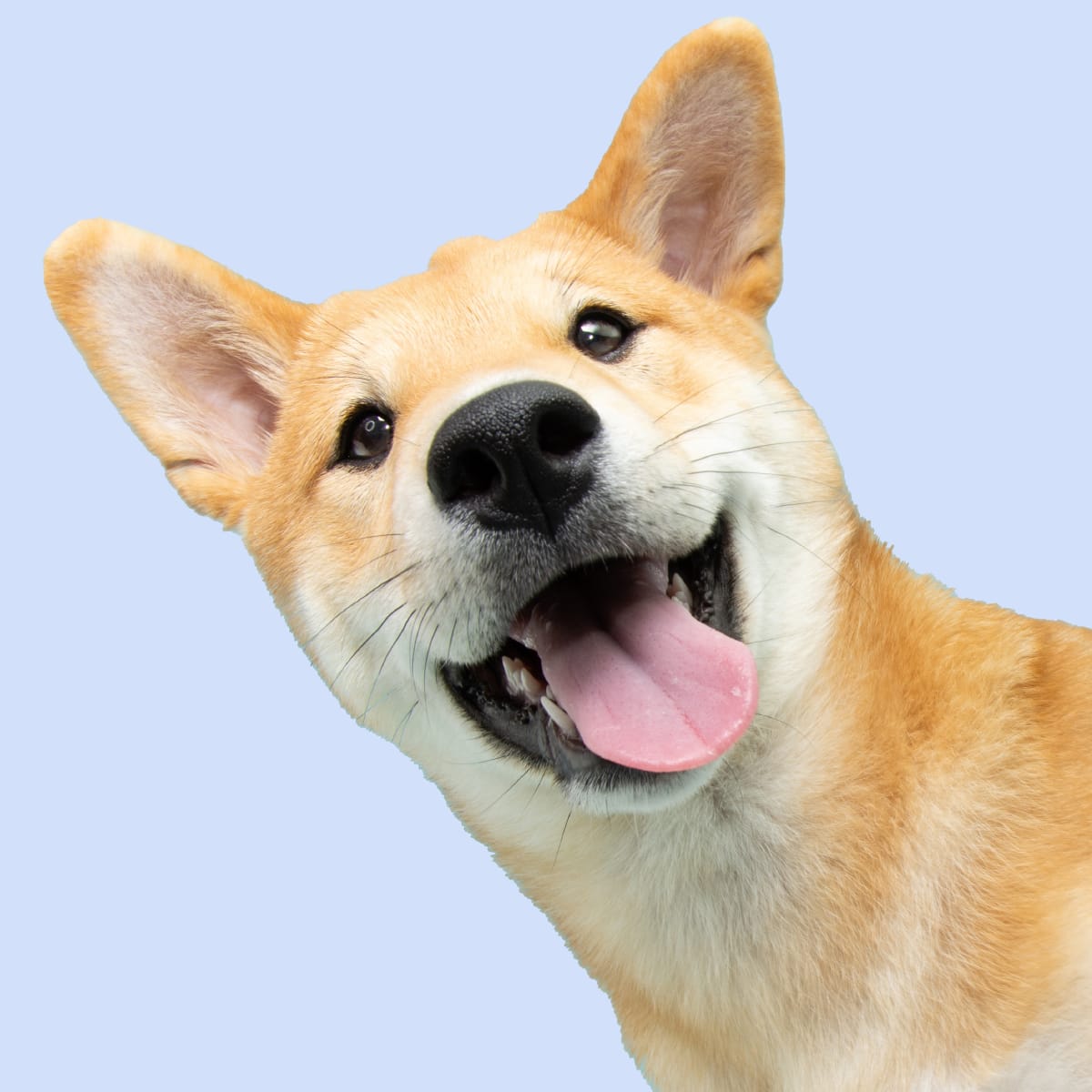 Better Pets and Gardens: Save 20% storewide sale