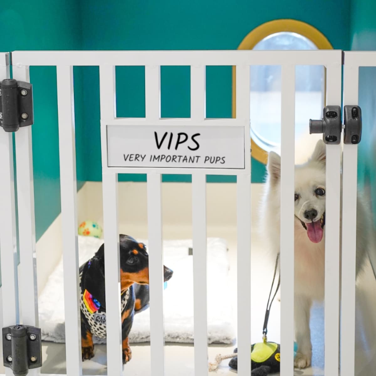 26 Paws: 26 Paws Drop & Shop